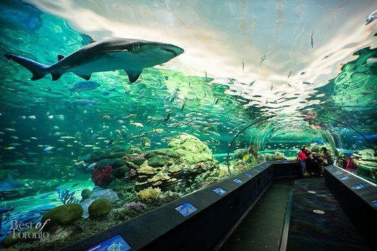 Aquário de Ripley do Canadá